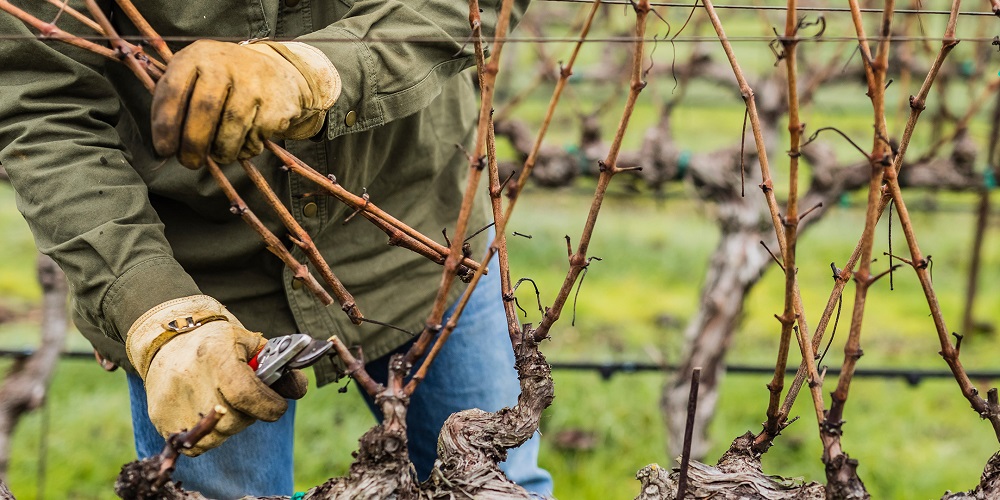 blog-vine-pruning-218969429