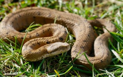 La fausse douceur : la serpentine